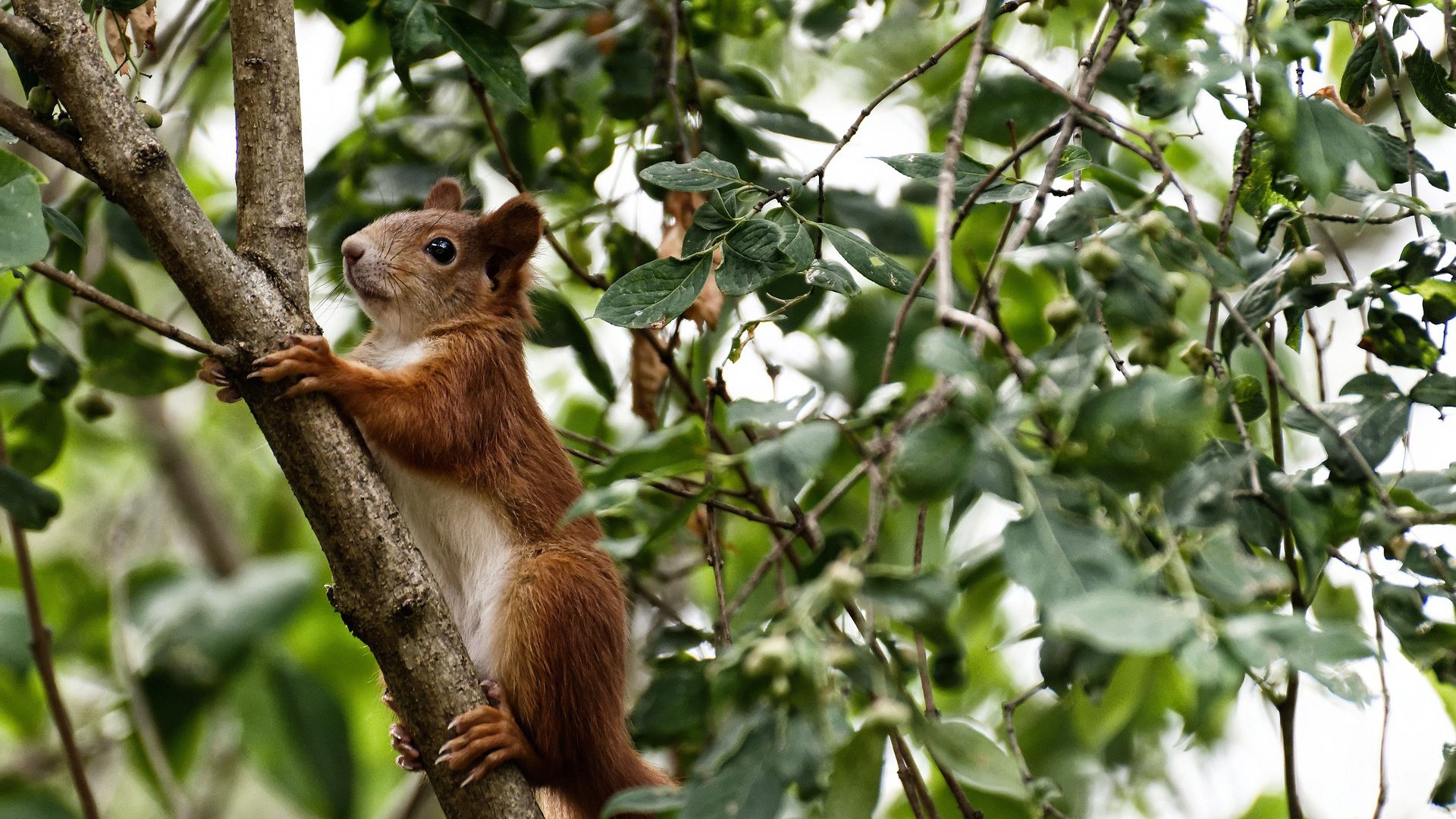 职业联赛缺乏官方战术报告平台，职业联赛在哪里打