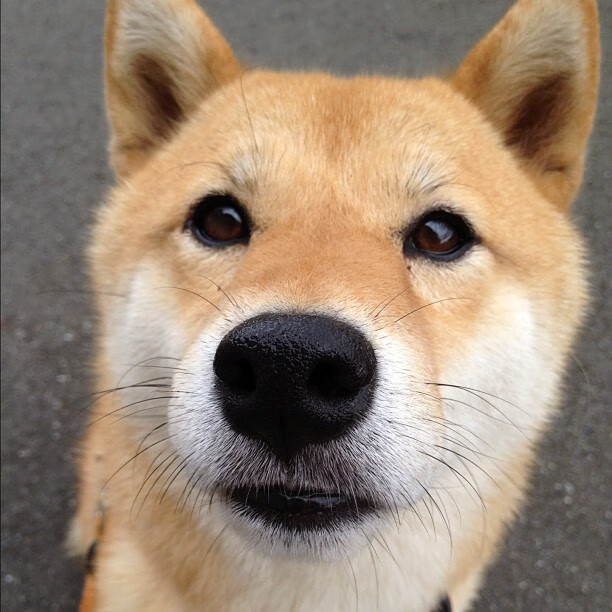 阿拉维斯新援首秀打入关键进球，阿拉维斯新援首秀打入关键进球数据